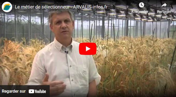 Le métier de sélectionneur - Arvalis TV