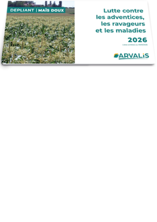 Maïs doux : lutte contre les adventices, les ravageurs et les maladies