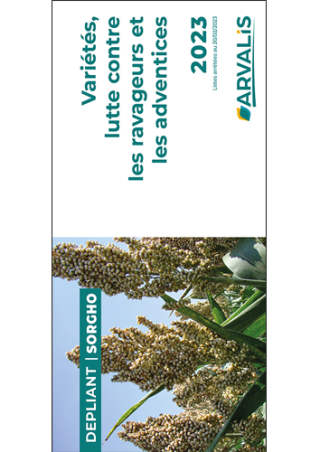 Sorgho : variétés, lutte contre les mauvaises herbes et ravageurs - 2023