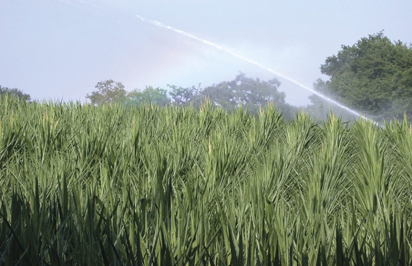 Dossier irrigation des céréales à paille