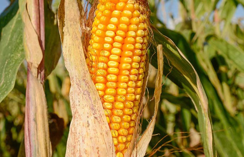 Maturité maïs grain récolte 2021 Poitou-Charentes