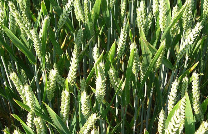 Parcelle de blé tendre - remplissage des grains