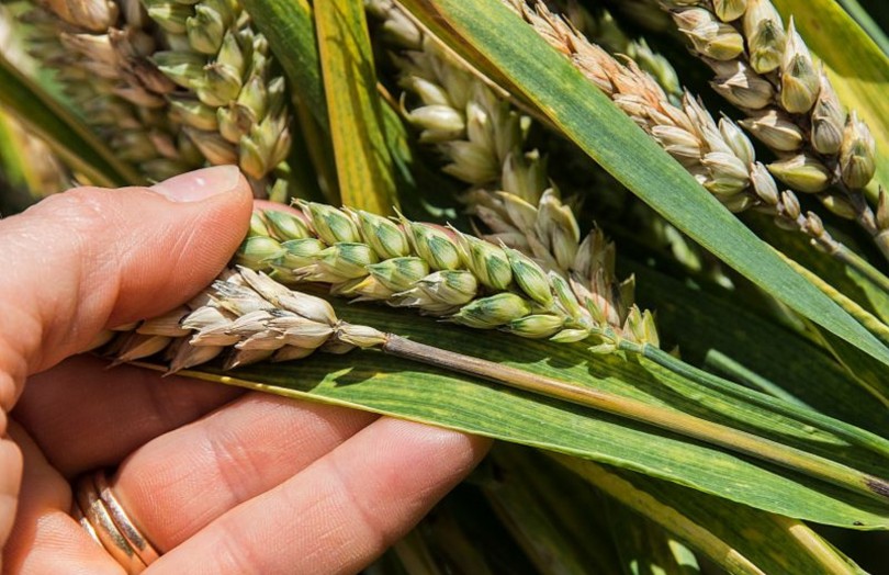 Fusariose sur épi de blé en Poitou-Charentes