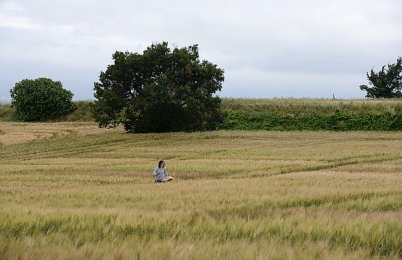 Variétés de blé dur : les performances 2022/2023 dans l’Ouest-Océan