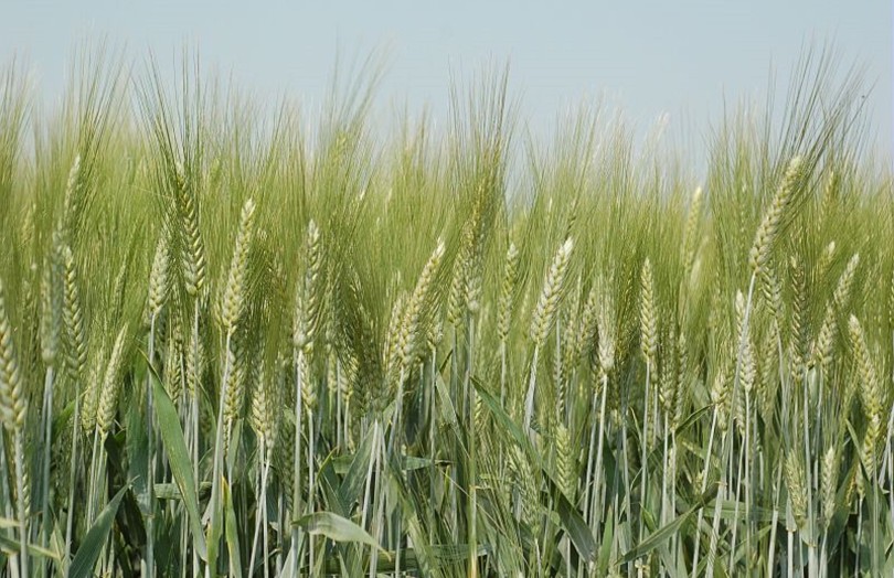Parcelle de blé dur 2023 dans l'Ouest Océan