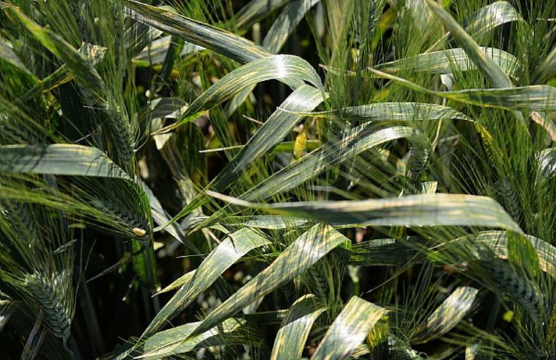 Parcelle d’essai sur le comportement des variétés de blé dur vis-à-vis des maladies en 2023 dans l'Ouest Océan