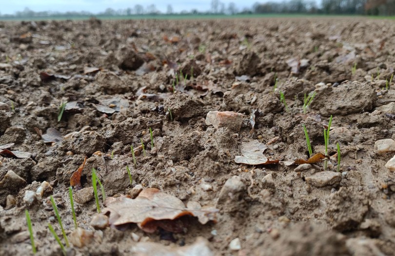 Semis de céréales en Pays de la Loire