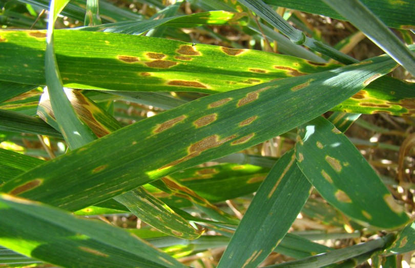 Tache de septoriose (septoria tritici) sur feuille de blé en 2024 en Limagne
