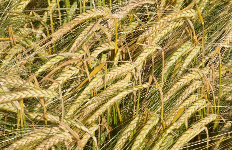 Parcelle d’orges de printemps à maturité en 2025 en Champagne-Ardenne