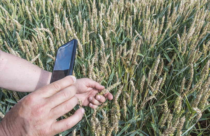 Symptômes de Fusarium graminearum sur blé en mai 2026 en Nord Aquitaine