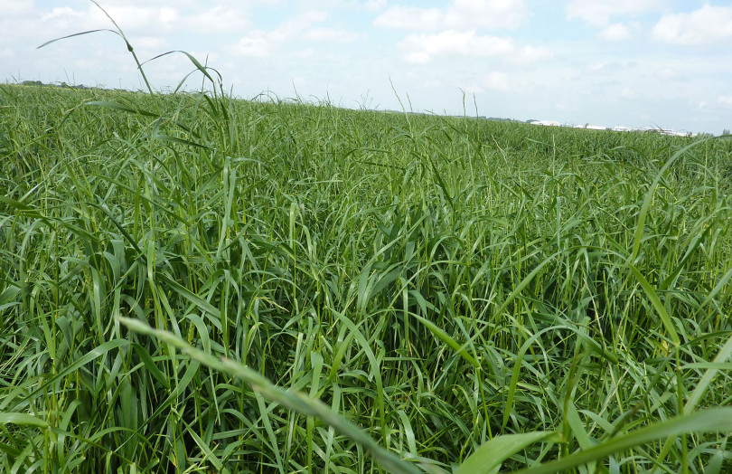 ray-grass blé tendre