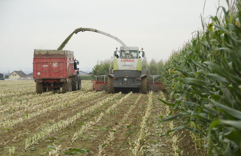 chantier d'ensilage