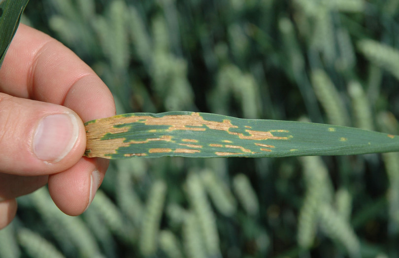 Septoriose sur feuille de blé tendre en 2026 en Lorraine