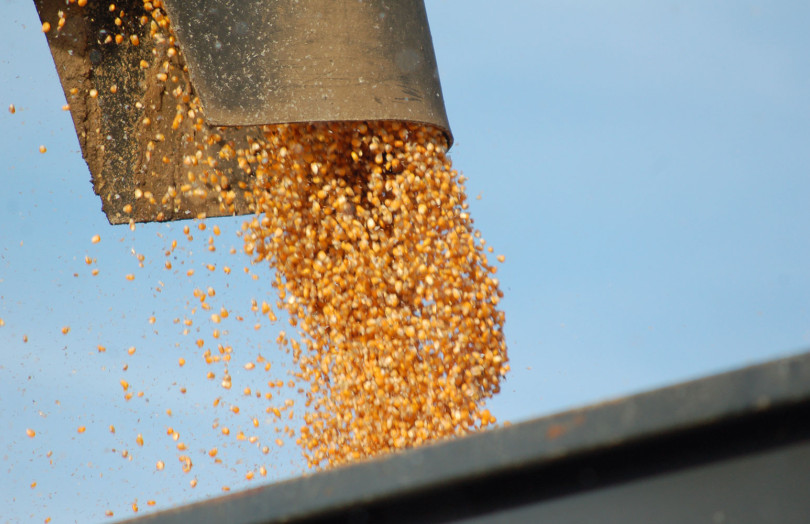 	 récolte de maïs grain : la vis à grain de la moissonneuse vide le grain dans la remorque
