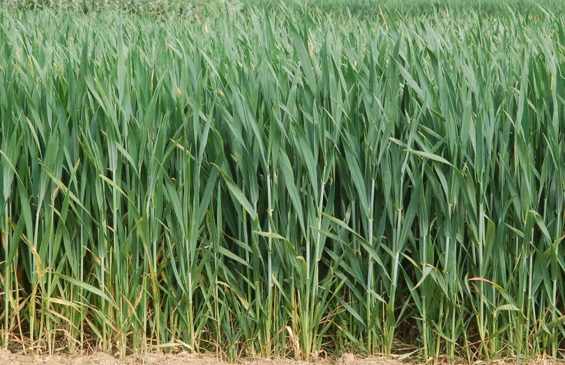 Parcelle de blé au stade gonflement, avant l’épiaison, en avril 2024 en Poitou-Charentes