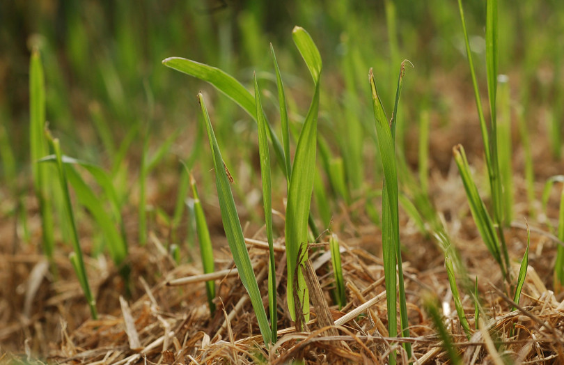  Repousses de ray-grass suit à un faux semis en 2025 en Franche-Comté