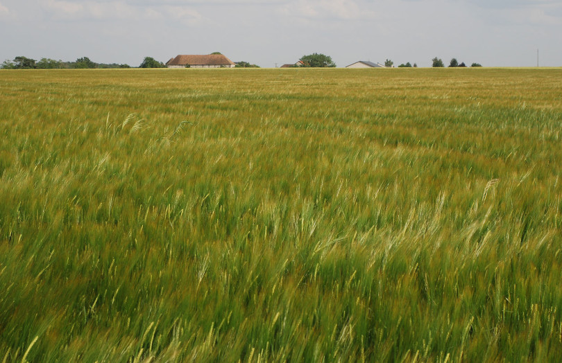 Orge de printemps 2025 en Bourgogne