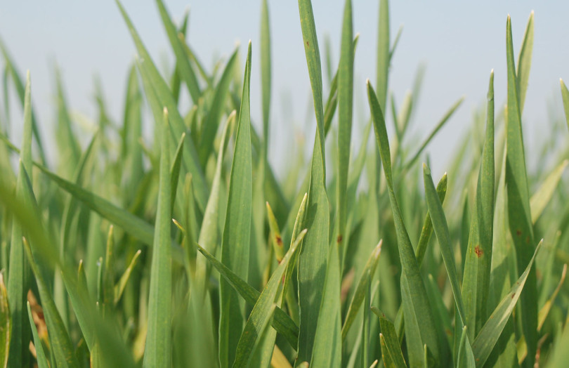 Blé bientôt au stade épi 1 cm, début mars 2026, en Normandie