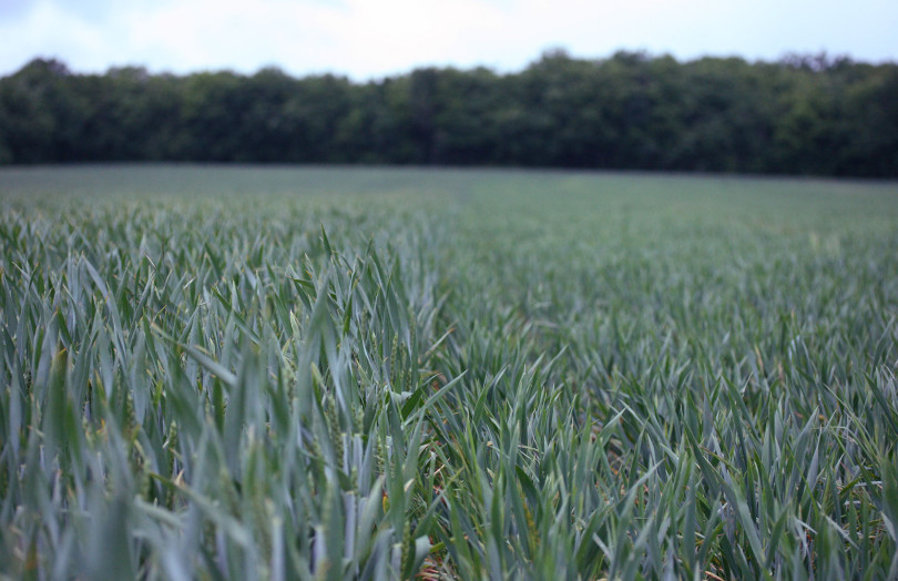 Essais régulateur de croissance sur blé : l'auxine agit sur la physiologie du blé - à droite, une zone régulée et à gauche, non régulée 
