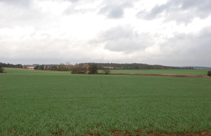 jeunes plantes de blé sous la pluie, à tallage, début 2026, en Bretagne