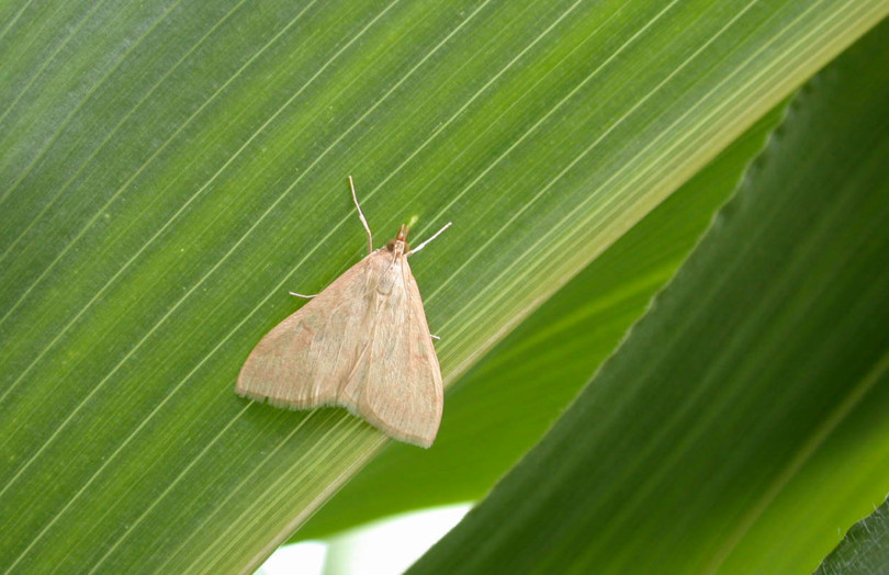 Papillon femelle de la pyrale sur une feuille de maïs début 2026 en Rhône-Alpes