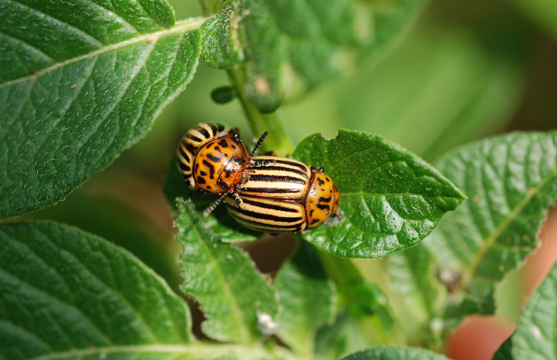Deux doryphores adultes sur une feuille de pomme de terre