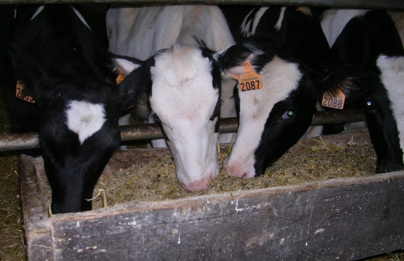 vaches à l’auge