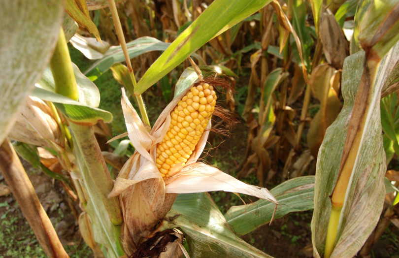 mais mur pour ensilage