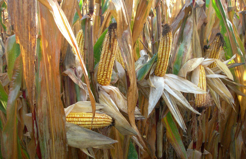 parcelle de maïs avec des épis jaunes