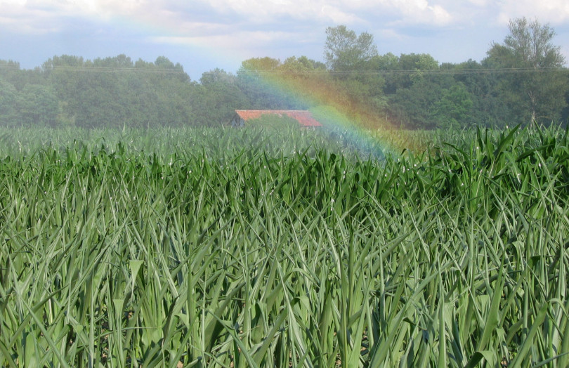 Irrigation du maïs début juin 2026 dans le Sud-Ouest