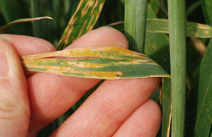 Pustules de rouille jaune sur feuille de blé tendre en mai 2026 en Auvergne