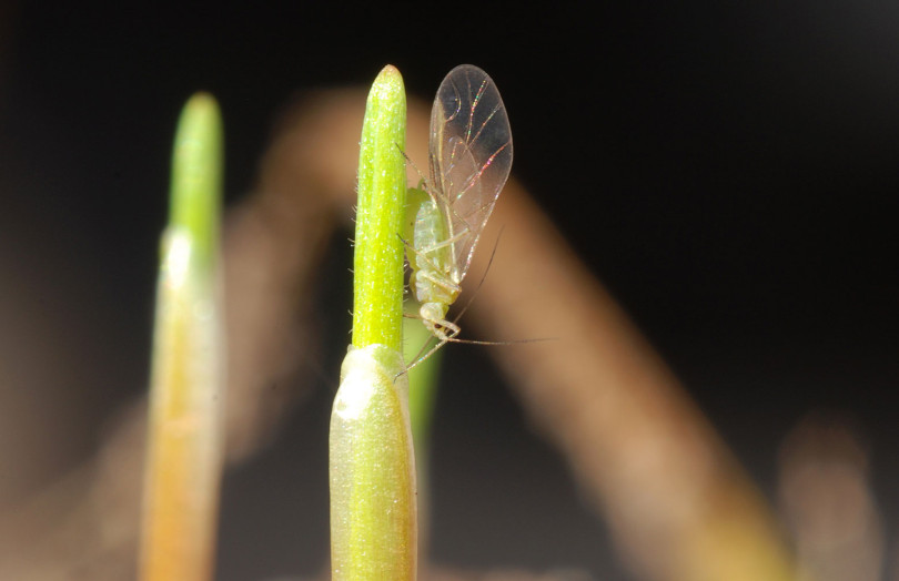 Un puceron ailé sur la première feuille de blé tendre, semis 2025 en Ile-de-France