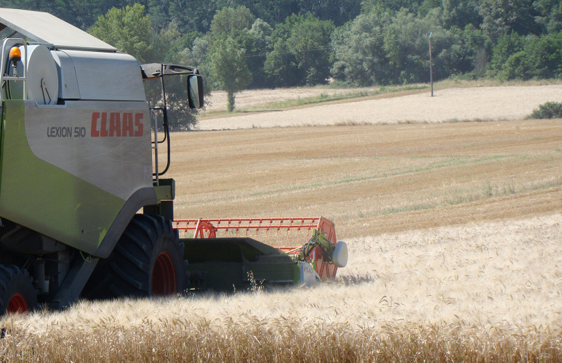 Récolte de blé dur en 2025, en Méditerranée
