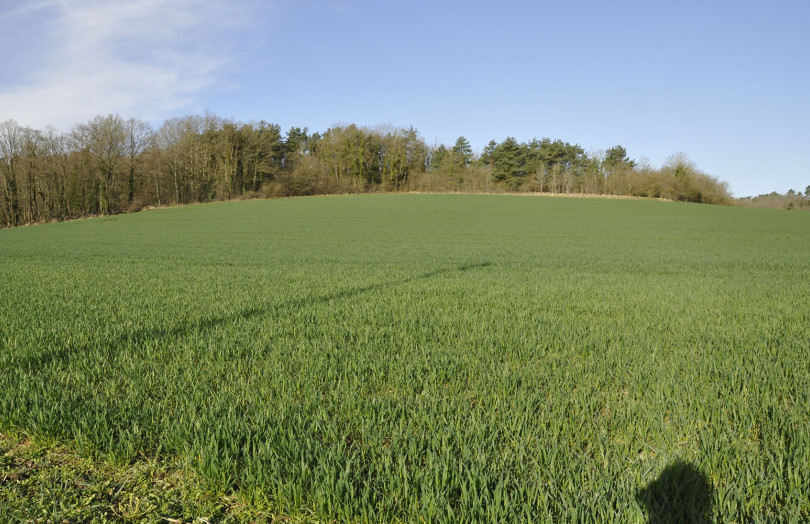 Parcelle d’orge d’hiver proche du stade épi 1 cm en mars 2026 en Bourgogne