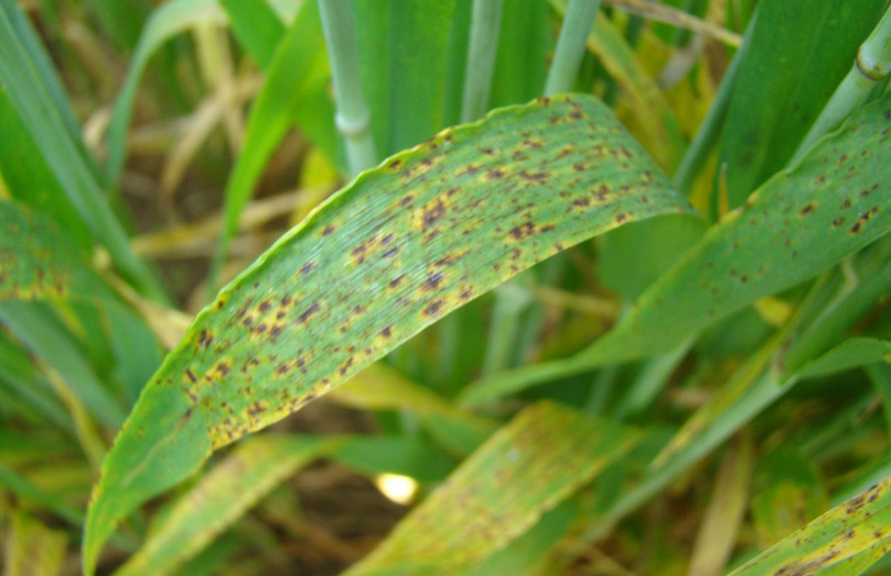 Attaque de ramulariose sur une feuille d’orge d’hiver dans le Sud-Ouest