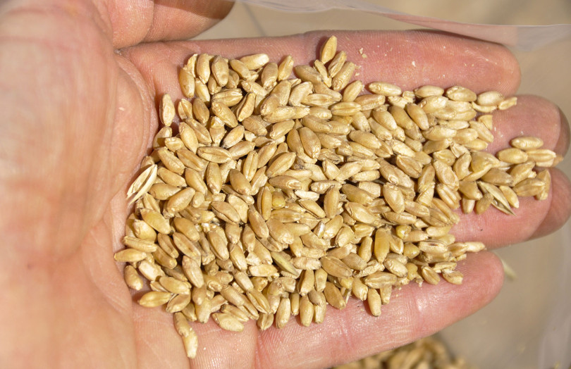 Semences de blé dur dans une main, avant les semis d’automne 2025, en Méditerranée
