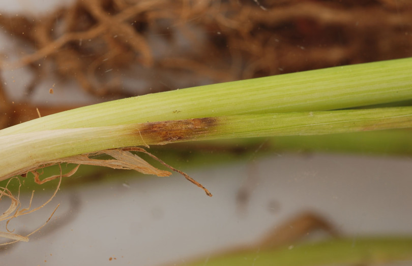 Attaque de piétin-verse sur tige de blé tendre, en Bretagne, en 2026