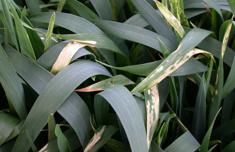 brûlure d’azote sur feuille de blé (fin montaison)