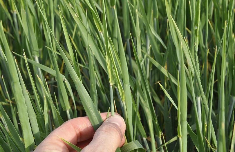 Orge, tout début épiaison en avril 2026 en Nord Aquitaine