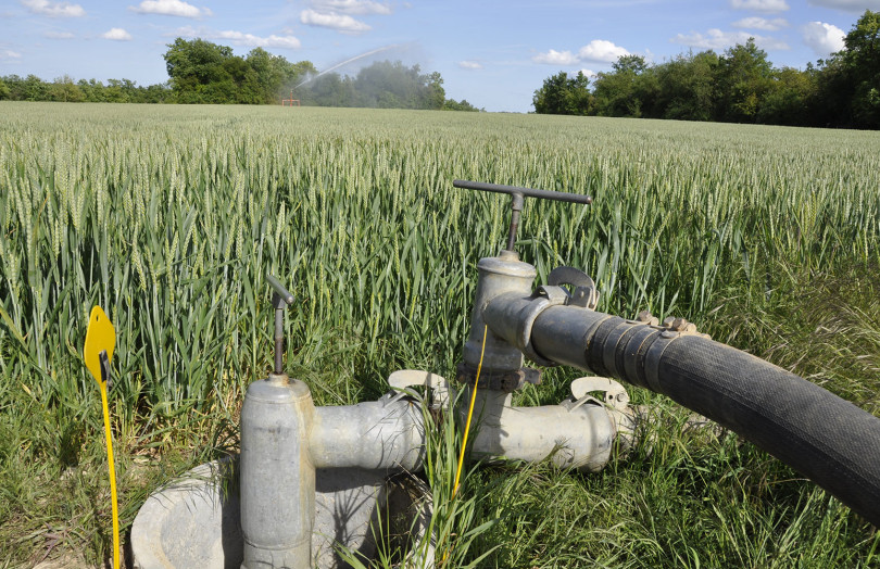 Epis verts de blé sains, vanne et canalisation pour irrigation en 2026 en Occitanie