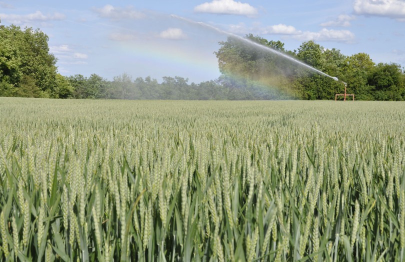 Irrigation du blé fin mai 2026 en Rhône-Alpes