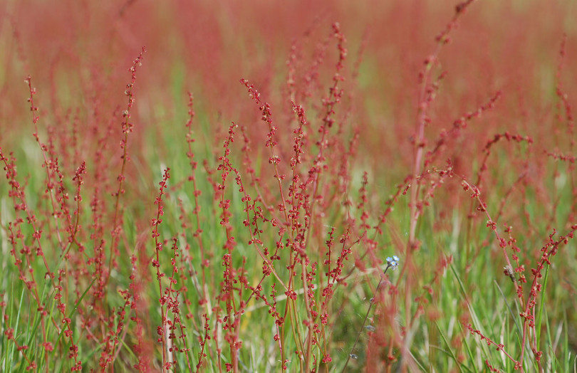 Inflorescences de rumex en 2026 en région Centre