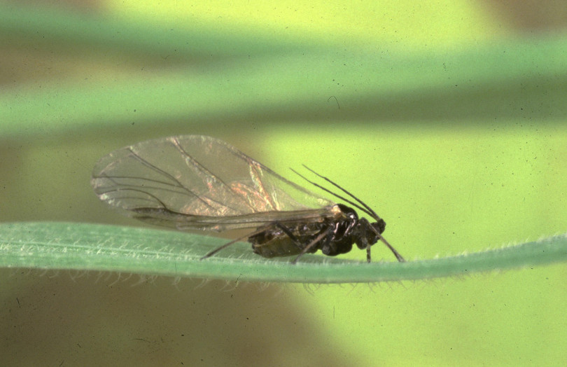 Puceron Rhopalosiphum padi (L.) ailé en novembre 2025 dans le sud ouest