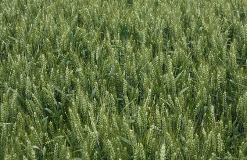 Epis de blé tendre en cours de remplissage fin mai 2026 en Poitou-Charentes