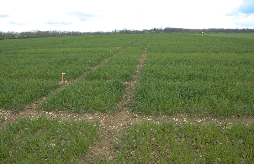 parcelle de blé dur au tallage