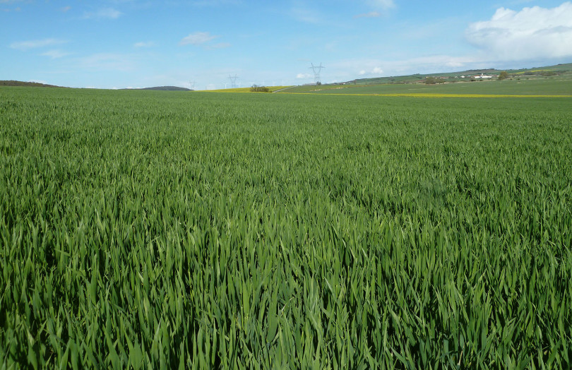Parcelle de blé tendre au stade dernière feuille en avril 2026 en Île-de-France