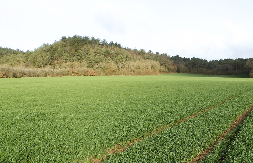 blé tendre au stade épi 1 cm 
