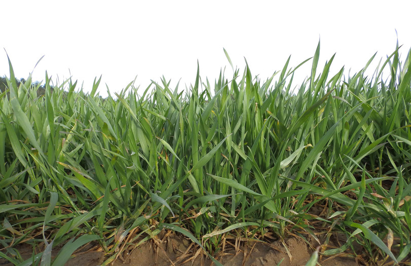 Rang de plantes de blé tendre, sain - épi en dessous stade 1 cm – en sortie d’hiver 2026