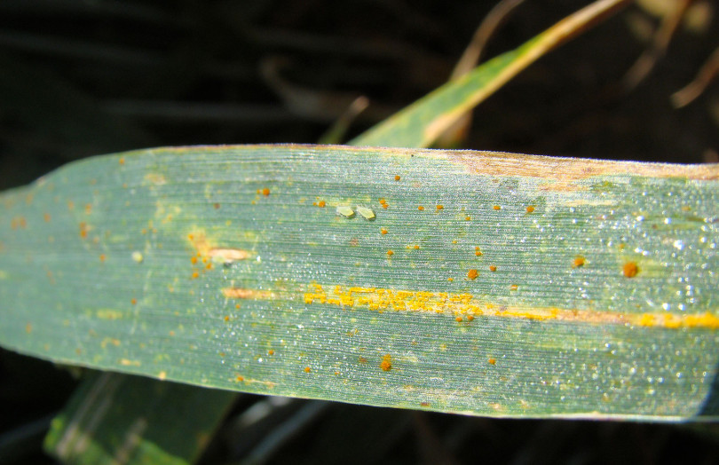 Pustules de rouille jaune sur blé en mai 2026 en Ile-de-France
