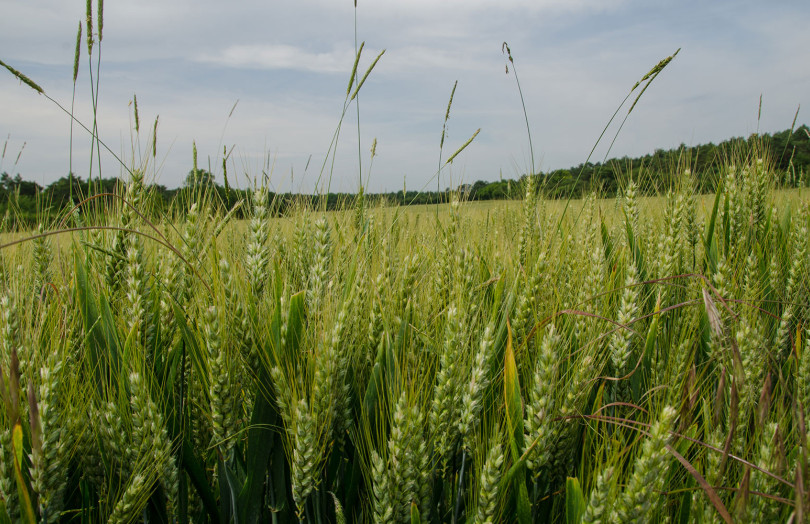 vulpin, ray-grass, brome dans blé 